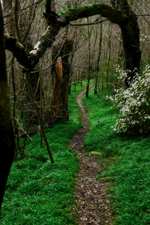 a wooden path in a forest surrounded by grass