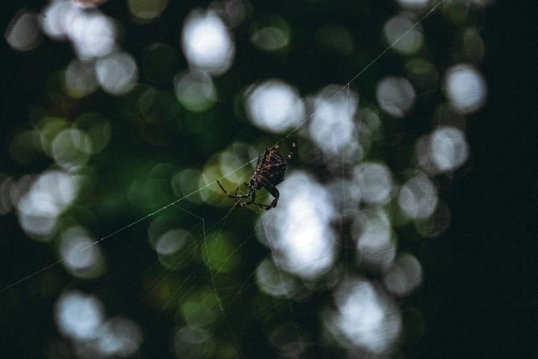 a spider is sitting on its web outside