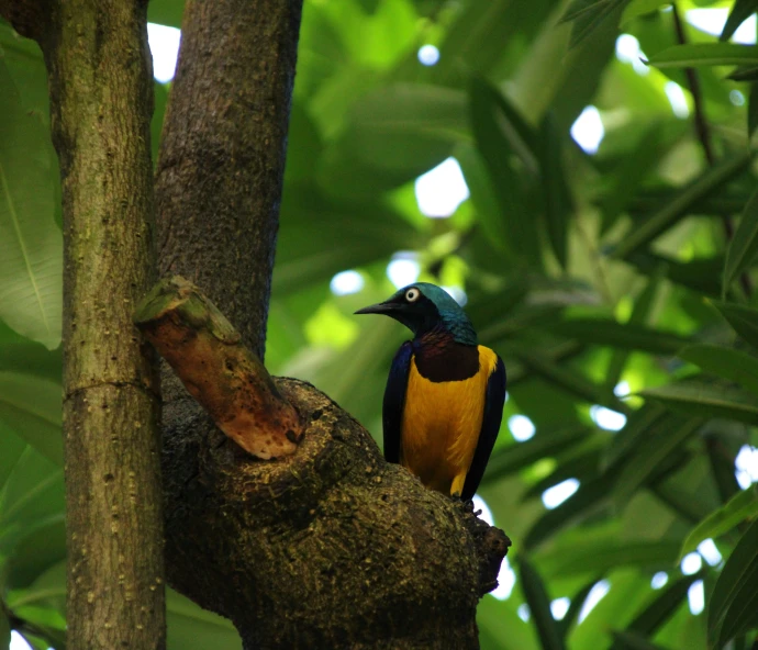 a colorful bird perched in a tree looking around