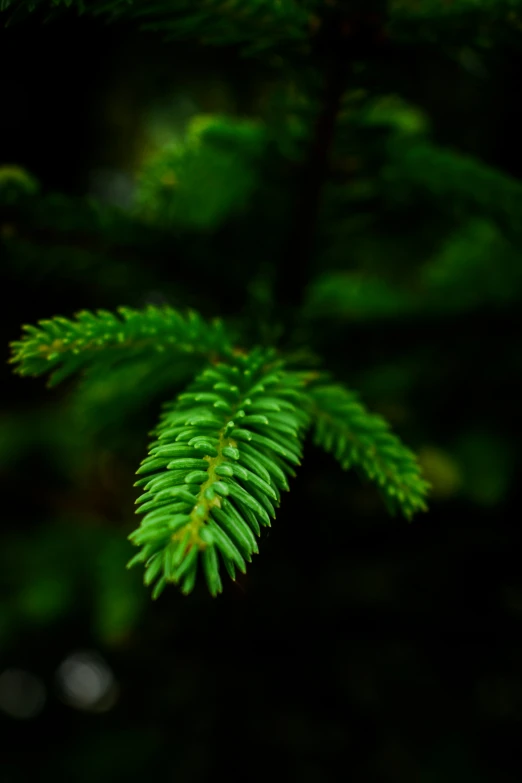 some sort of green nch in a forest