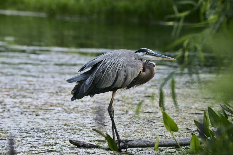 a grey bird is standing in the shallow water