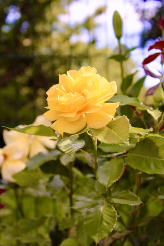 a yellow rose that is blooming in a tree