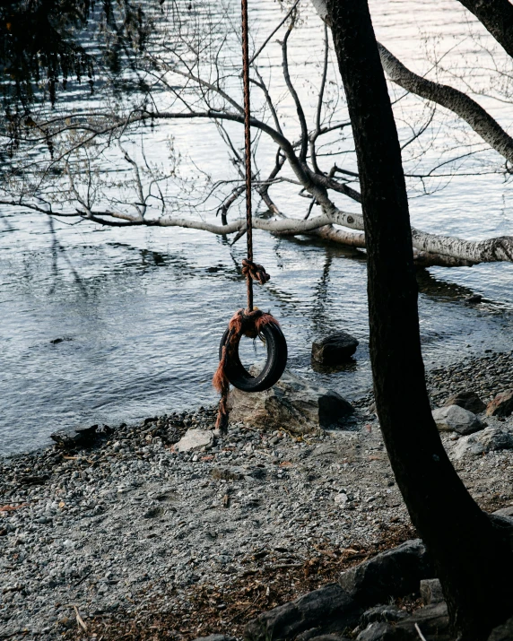 a tire hanging from a rope next to a body of water