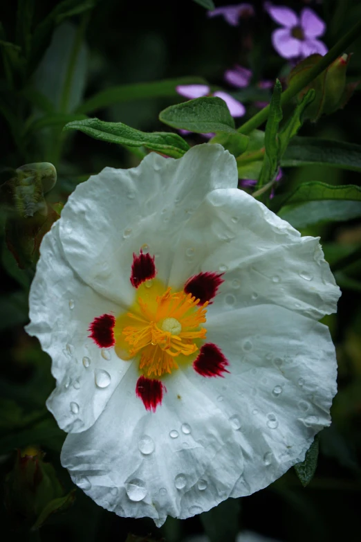 a close up of a white flower with purple flowers in the background