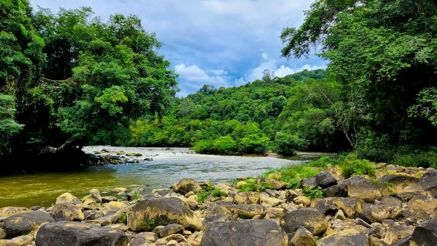 rocks and grass in a river near many trees