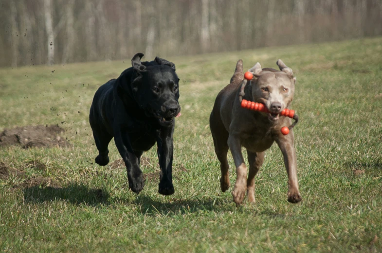a couple of dogs running through a field