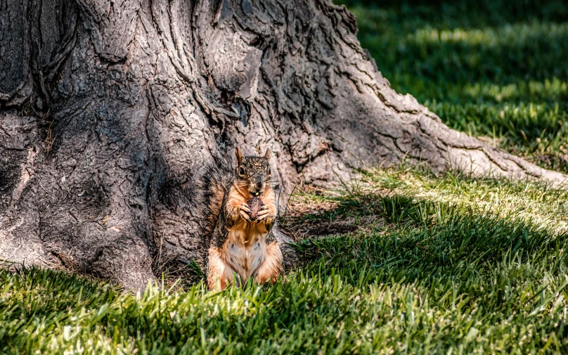 a squirrel standing in the grass behind a tree