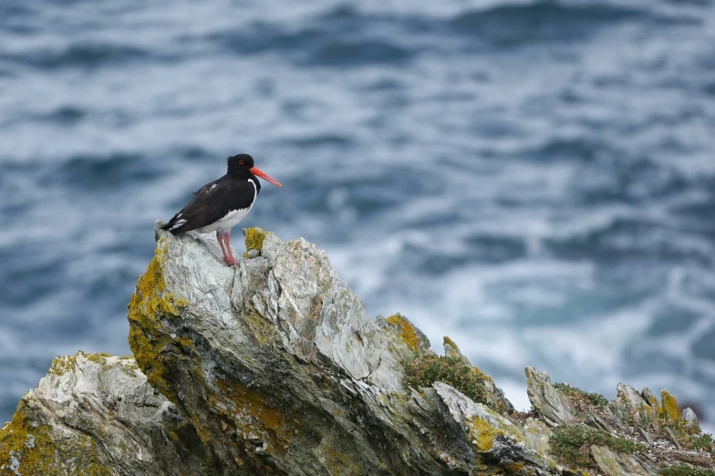 a bird sits on a rock looking at the ocean