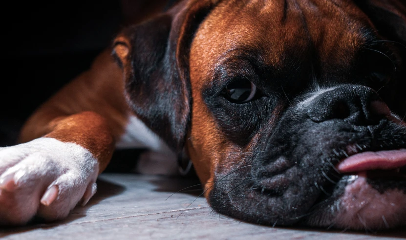 a dog laying down on top of a rug