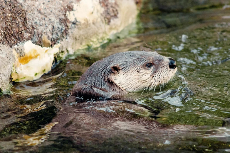 an otter looks around while standing in the water