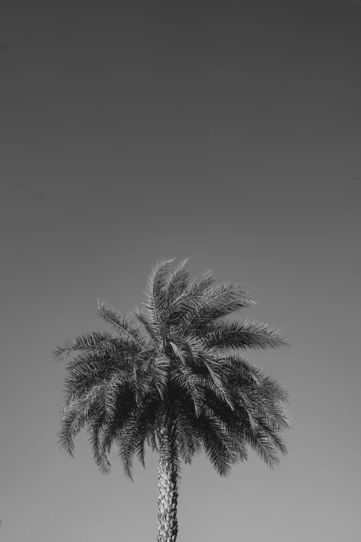 a black and white po of a single palm tree