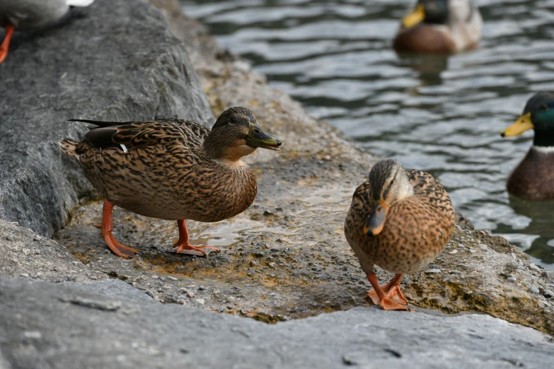 two ducks are standing next to the water