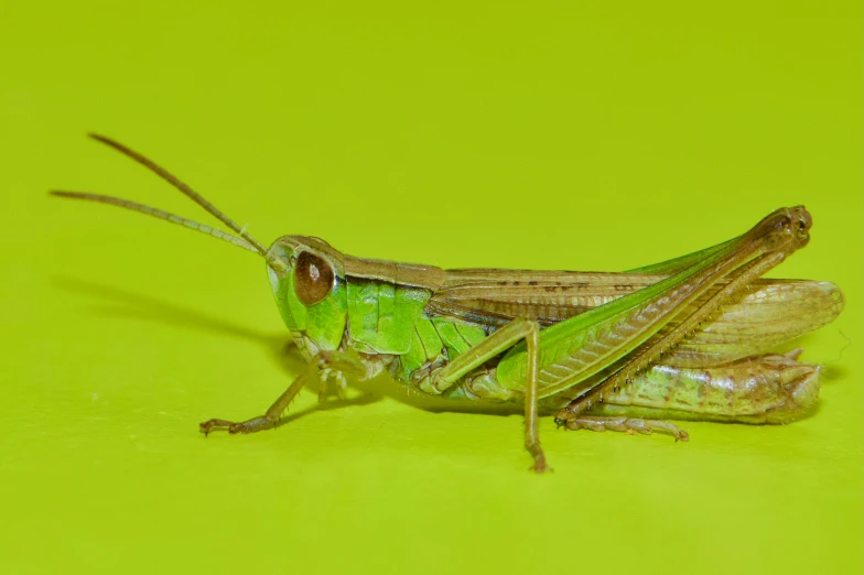 the green bug with its mouth open, sitting on the surface