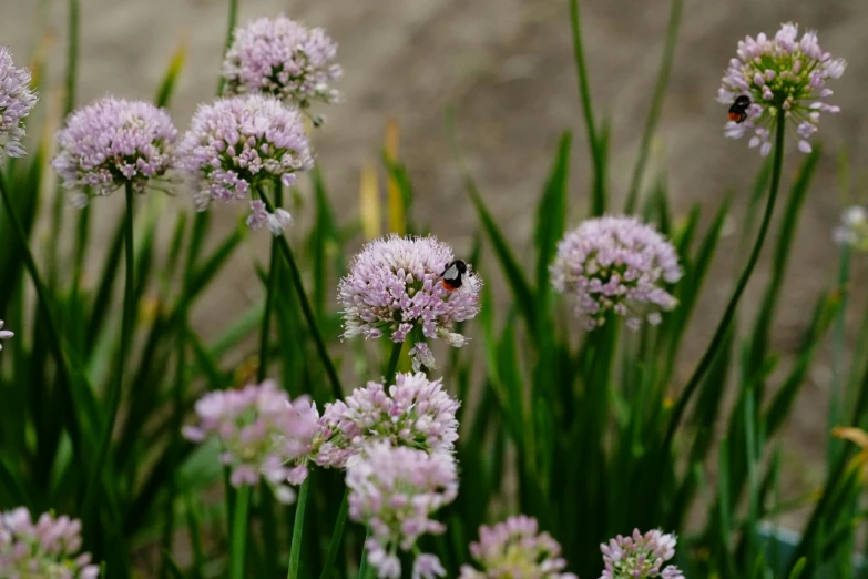 bee on flower in the middle of tall green grass