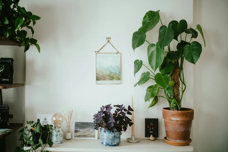 a couple of plants sit on a shelf