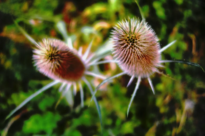 two pink flowers sit in the grass