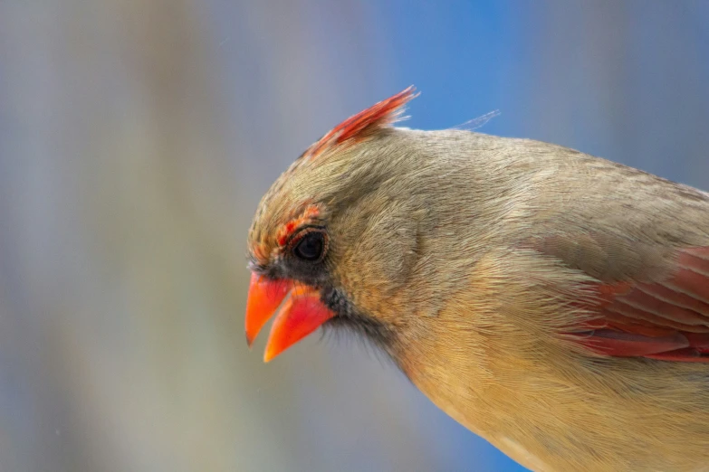 a close up of a bird with red head and tail