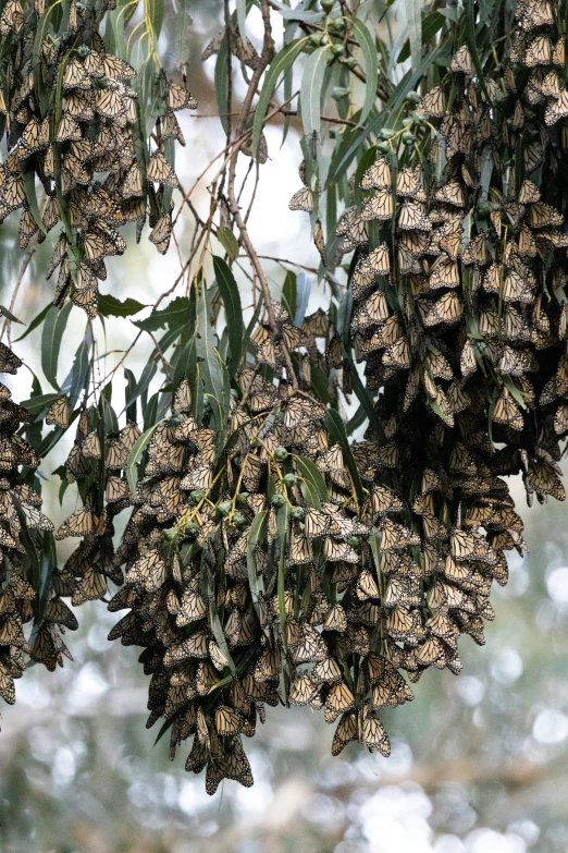 a lot of erflies hang from a tree