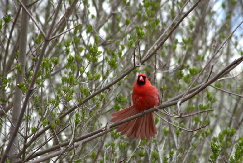 a bird sits on top of a tree nch