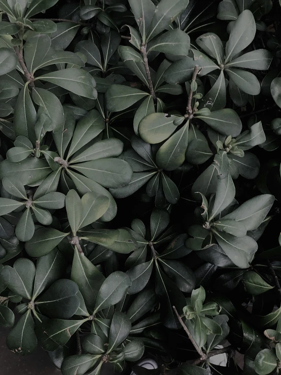 green leaves are shown in a black and white pograph