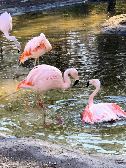 a couple flamingos standing in water at the edge of the pond