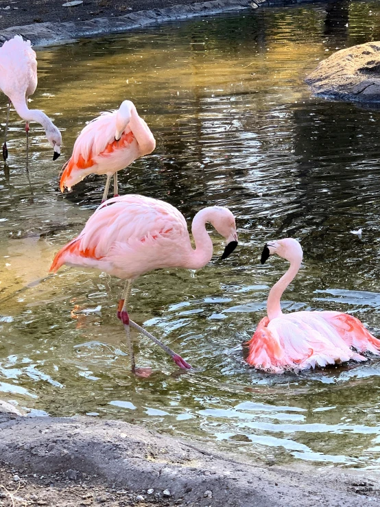 a couple flamingos standing in water at the edge of the pond