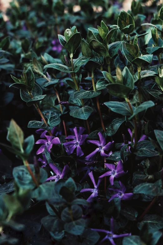 a field with lots of purple flowers surrounded by greenery