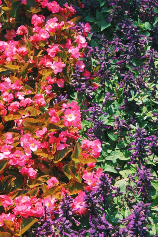 a garden with various types of flowers growing together