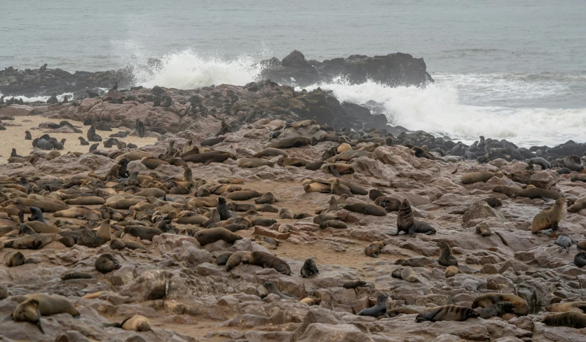 a group of sealions gathered together on the shoreline