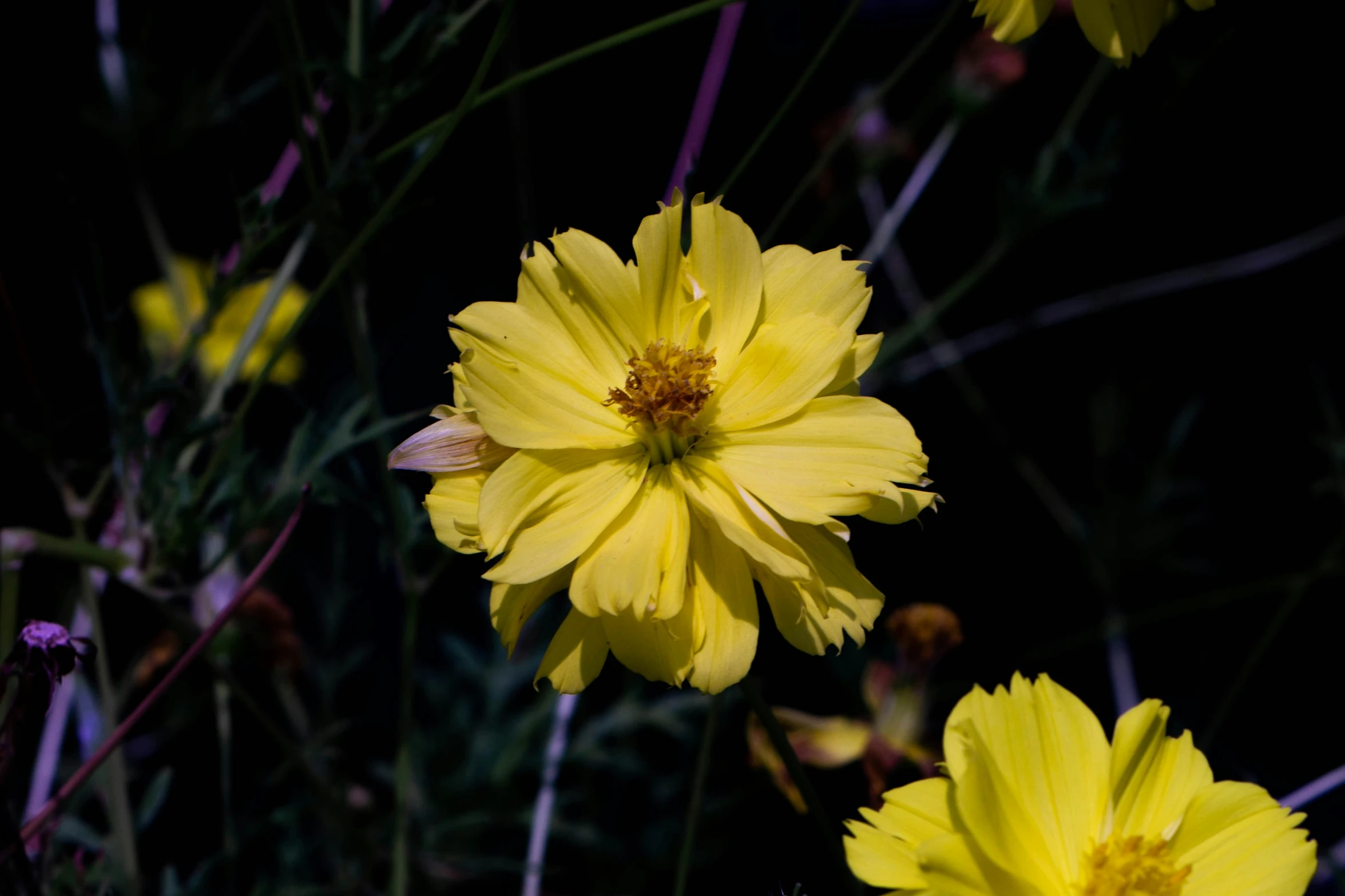 some yellow flowers growing together in the night