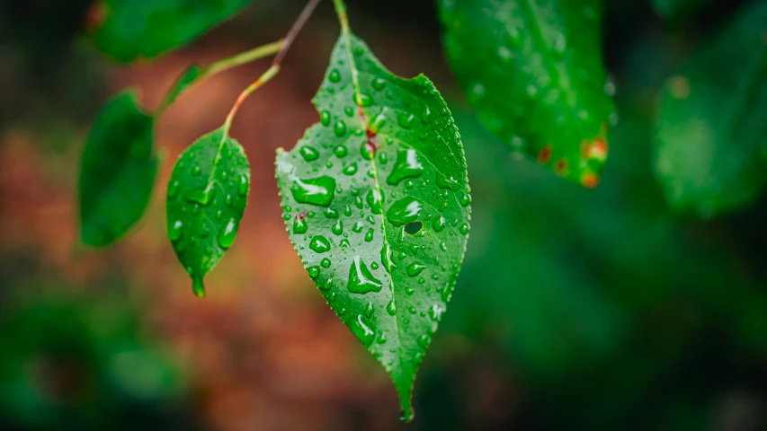 a green leaf with water droplets in it