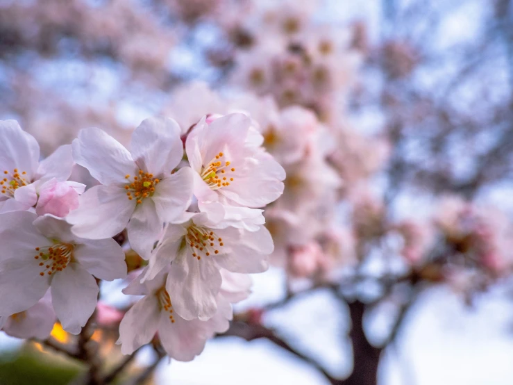 a group of blossoms are in bloom on a tree