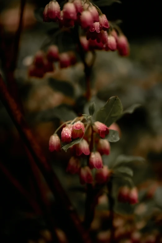 flowers are blooming on a small tree