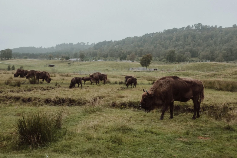 the cows are eating grass together in the field