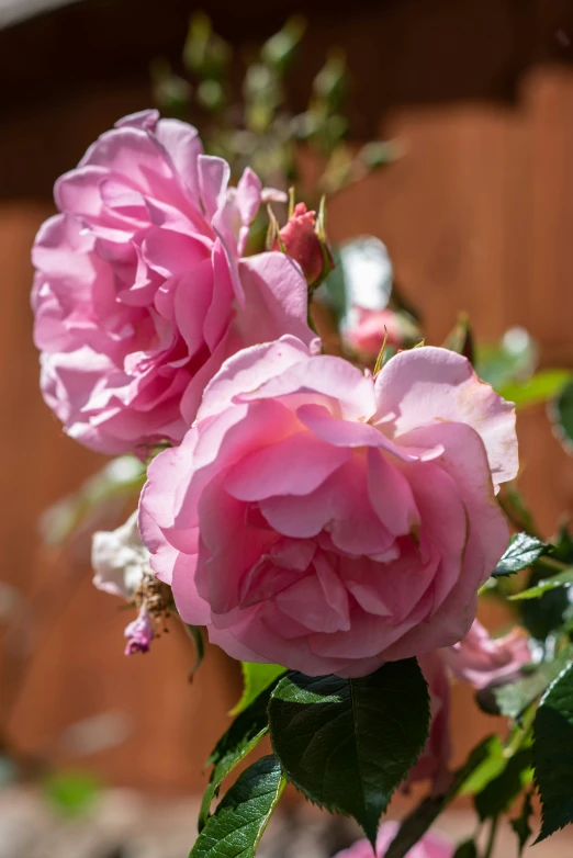 two pink roses are sitting in the corner of a bush