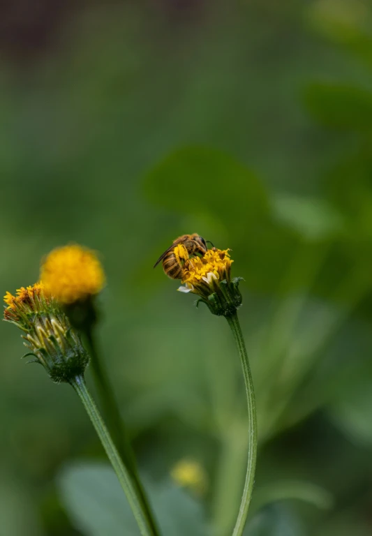 two flowers in a green grass field