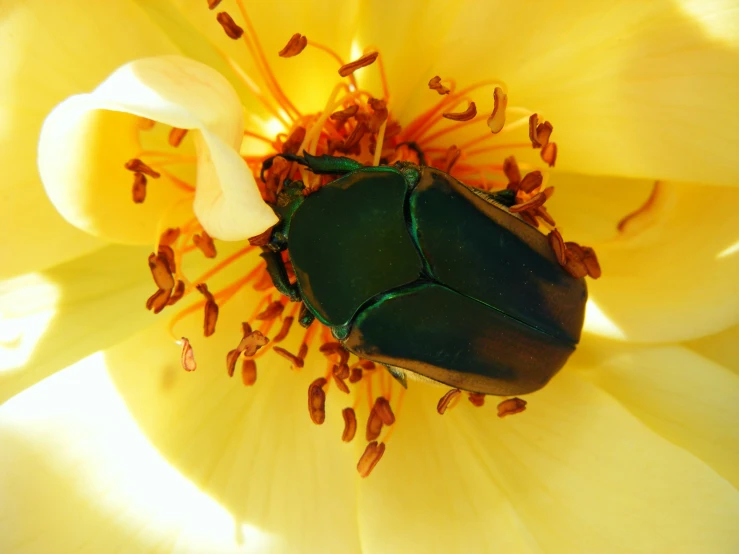 a yellow and green bug sitting in the middle of a flower