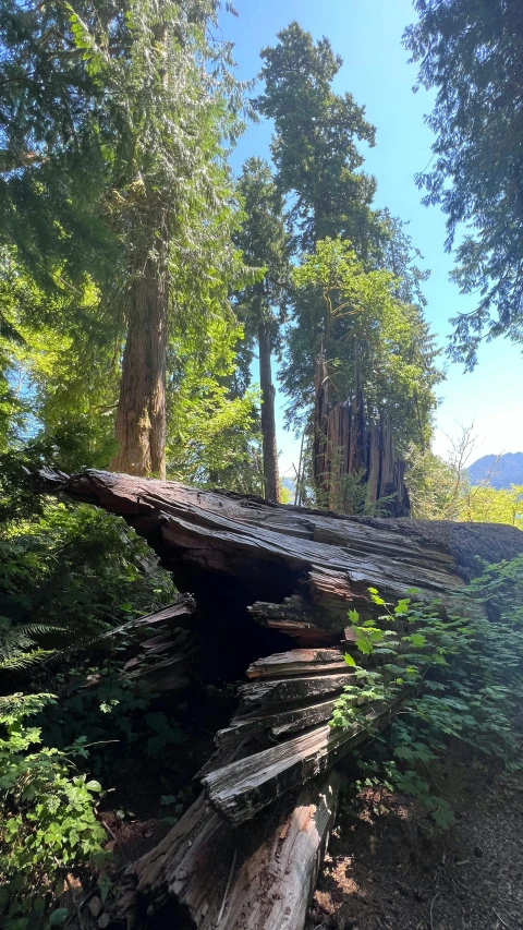 a fallen tree sits in the woods by itself