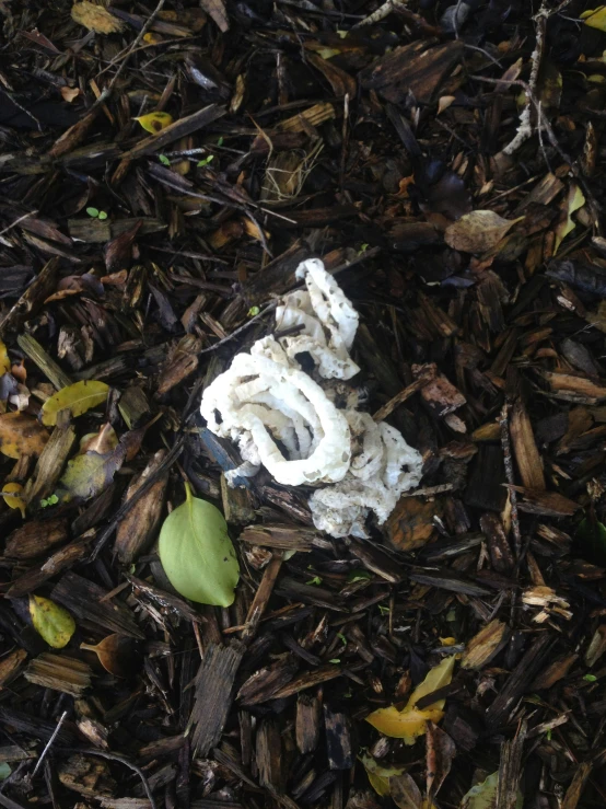 a piece of plastic object laying in the ground