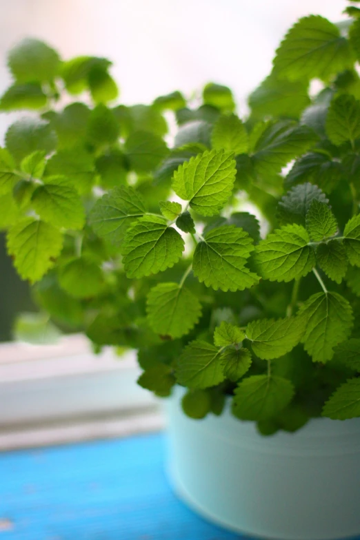 the green leaves are in a blue flowerpot