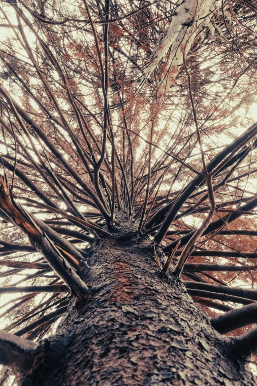 the bottom of a tree that has a lot of nches and is looking up