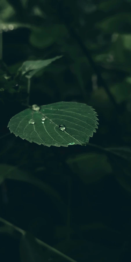 a big leaf with water drops on it