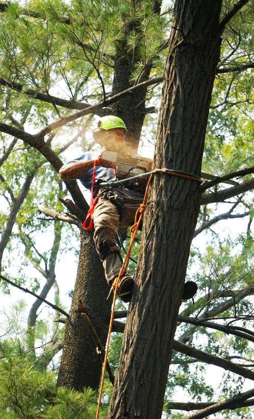 a tree climber reaches down into a tree