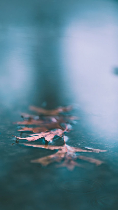 a blurry background shows leaves lying on top of the floor