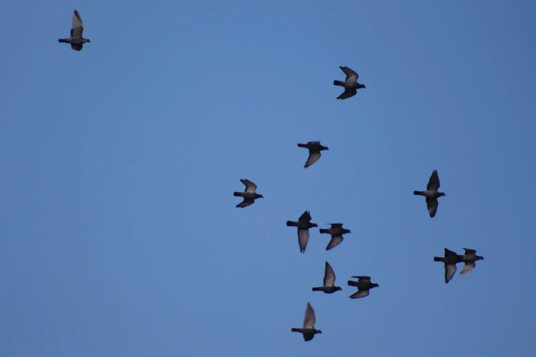 several planes flying in formation in a clear blue sky