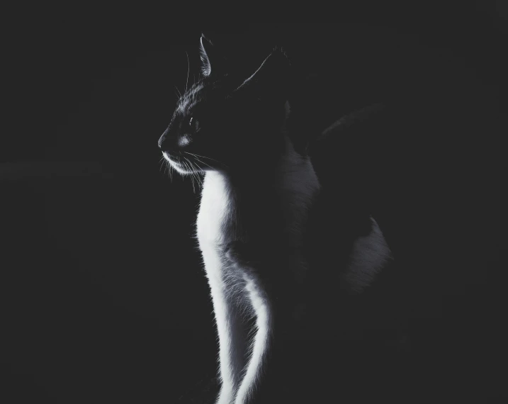 a dark picture of a cat that is looking back at the camera