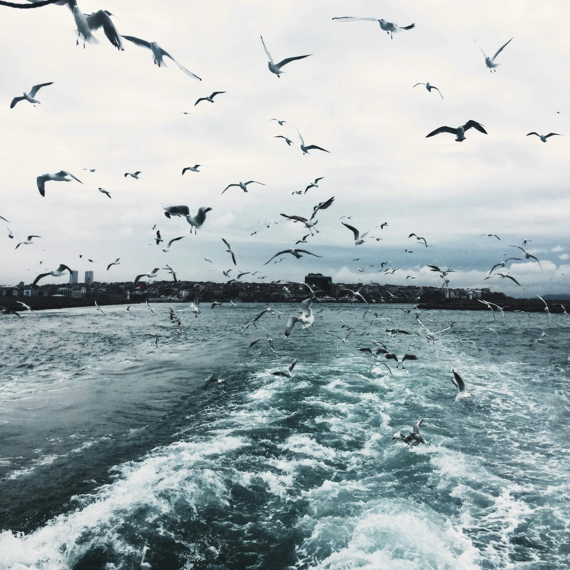 a flock of seagulls flying above the water of the ocean