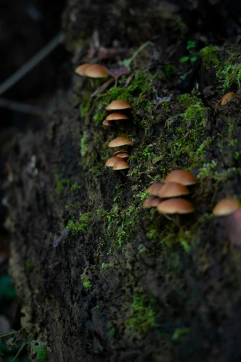 mushrooms on the bark of a tree in the forest