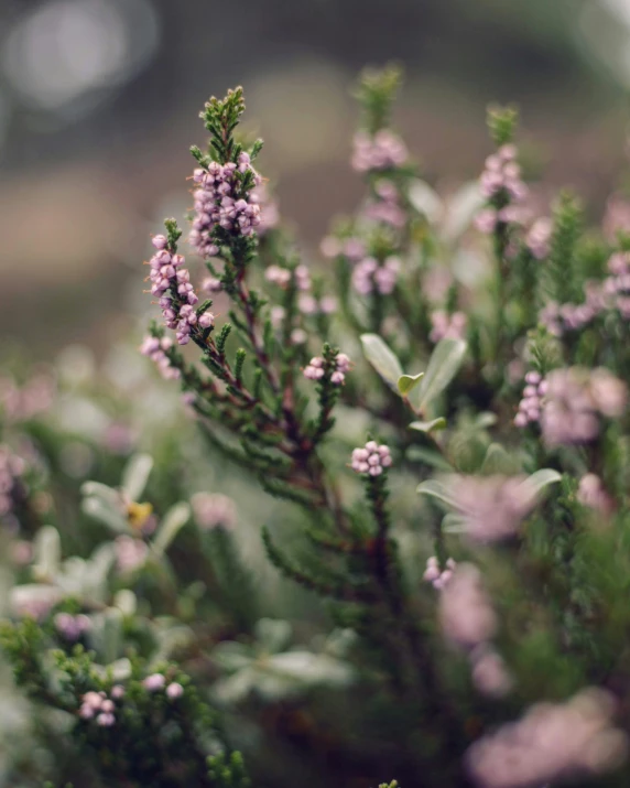 a close up picture of an extremely small bush