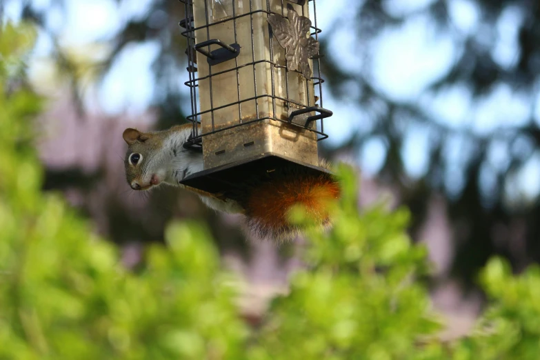a squirrel is outside hanging from a bird feeder